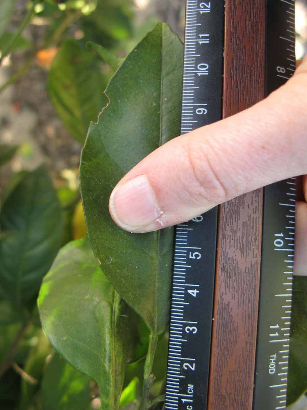              Unifoliolate leaf (Winter Haven, FL)       